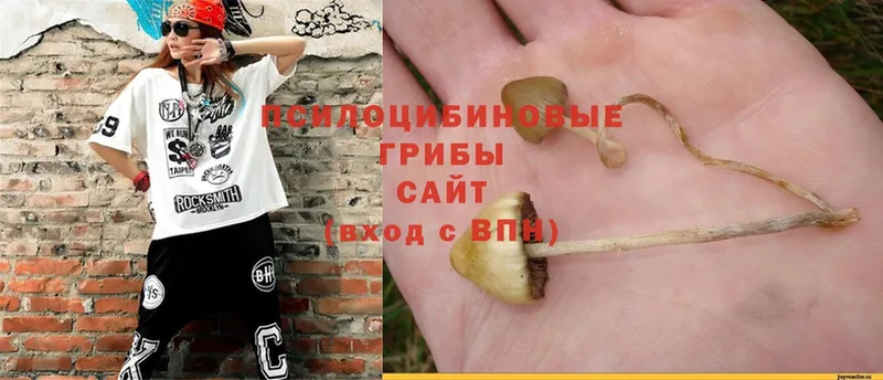 Псилоцибиновые грибы Psilocybine cubensis  Гудермес 